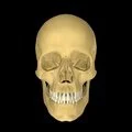 3D - Lateral pterygoid
