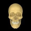 3D - Mylohyoid