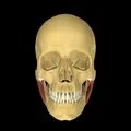 3D - Masseter