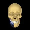 3D - Medial pterygoid