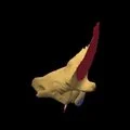 3D - Temporal with muscle attachments