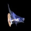 3D - Muscles of the middle ear in glass temporal bone