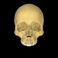 3D - Tensor veli palatini