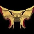 3D - Sphenoid with muscle attachments