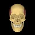 3D - Temporalis