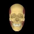 3D - First branchial arch muscles