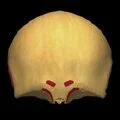 3D - Frontal with muscle attachments